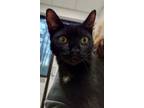 Chansey, Domestic Shorthair For Adoption In Baltimore, Maryland