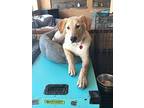 Shiloh, Labrador Retriever For Adoption In Evergreen, Colorado