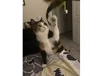 Amber, Domestic Shorthair For Adoption In Fort Collins, Colorado