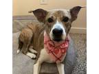 Nash, Terrier (unknown Type, Small) For Adoption In Dallas, Texas