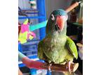 Simone, Conure For Adoption In Ballwin, Missouri