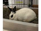 Rosie, Dwarf Hotot For Adoption In Westford, Massachusetts