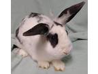 Princess Margaret, Lop-eared For Adoption In Westford, Massachusetts
