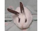 Princess Leah, Lop-eared For Adoption In Westford, Massachusetts