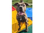 Miller, American Pit Bull Terrier For Adoption In Clay Center, Kansas