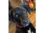Kittle, Labrador Retriever For Adoption In Browns Mills, New Jersey