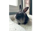 Mookie, Lionhead For Adoption In Lakeville, Minnesota