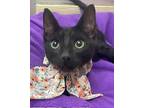 Bianca, Domestic Shorthair For Adoption In Parlier, California