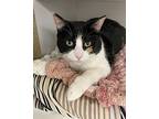 Tiffany, Domestic Shorthair For Adoption In Milltown, New Jersey