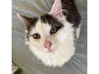 Hoover, Domestic Shorthair For Adoption In Fort Worth, Texas