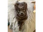 Grover, Domestic Shorthair For Adoption In Fort Worth, Texas