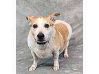 Copper, Jack Russell Terrier For Adoption In White Plains, New York