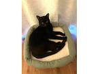 Pepper, Domestic Shorthair For Adoption In Chicago, Illinois