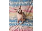 Sinead, Sphynx For Adoption In Antioch, Illinois