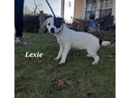 Lexie, Jack Russell Terrier For Adoption In Anderson, Indiana