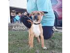 Addison, American Pit Bull Terrier For Adoption In Anderson, Indiana