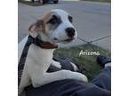 Arizona, Jack Russell Terrier For Adoption In Anderson, Indiana