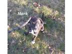 Mark, Jack Russell Terrier For Adoption In Anderson, Indiana