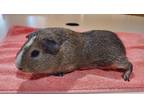 Brownie, Guinea Pig For Adoption In Williamsport, Pennsylvania