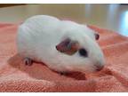 Baby, Guinea Pig For Adoption In Williamsport, Pennsylvania