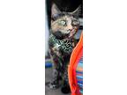 Chloe, Domestic Shorthair For Adoption In Chicago, Illinois