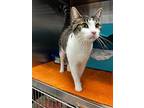 Popcorn Chicken, Domestic Shorthair For Adoption In St Cloud, Florida