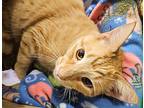 Snoopy - Rc Petsmart, Domestic Shorthair For Adoption In Chino, California