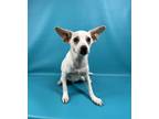 Cricket, Jack Russell Terrier For Adoption In Murphysboro, Illinois