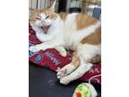 Snaps, Domestic Shorthair For Adoption In Devon, Pennsylvania