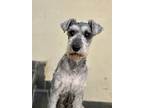 Freya, Schnauzer (miniature) For Adoption In Escondido, California