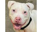 Snow, American Pit Bull Terrier For Adoption In Baltimore, Maryland