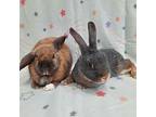 Pumpkin & Willow, Other/unknown For Adoption In Chino, California