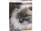 Sam, Siamese For Adoption In Pittsboro, North Carolina