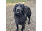 Pickles, Flat-coated Retriever For Adoption In Burnaby, British Columbia