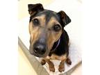 Clover, Doberman Pinscher For Adoption In Portola, California