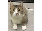 Leo, Domestic Shorthair For Adoption In Dickson, Tennessee