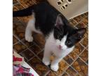 Carson, Domestic Shorthair For Adoption In Rochester, Minnesota