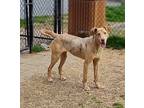 Tracey, Labrador Retriever For Adoption In Little Rock, Arkansas