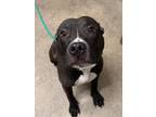 Ernest Iv 31, American Pit Bull Terrier For Adoption In Cleveland, Ohio