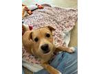Shelbie, Labrador Retriever For Adoption In Van Nuys, California