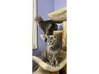 Galahad, Domestic Shorthair For Adoption In Liverpool, New York