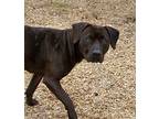 Cayma, Labrador Retriever For Adoption In El Dorado, Arkansas