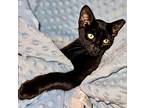 Bean, Domestic Shorthair For Adoption In Sarasota, Florida