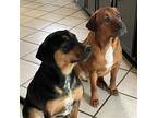 Coco And Chanel, Doberman Pinscher For Adoption In Spring Lake, North Carolina