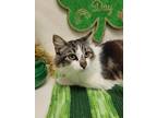 Baby, Domestic Mediumhair For Adoption In Clearwater, Florida