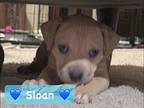 Sloan, American Pit Bull Terrier For Adoption In Dallas, Texas