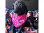 Cheers - Adoption In Process!, Labrador Retriever For Adoption In Oceanside