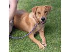 Sunshine - (medical) Adoption In Process, Labrador Retriever For Adoption In