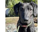 Chito - (medical), Labrador Retriever For Adoption In Oceanside, California