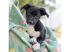 Boots (shania Pup), Labrador Retriever For Adoption In Oceanside, California